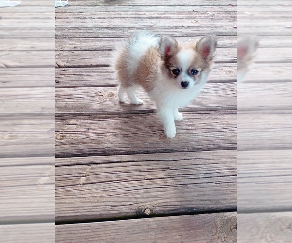 Medium Photo #5 Pomeranian Puppy For Sale in EAU CLAIRE, WI, USA