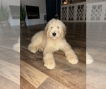 Puppy Puppy 4 Poodle (Standard)