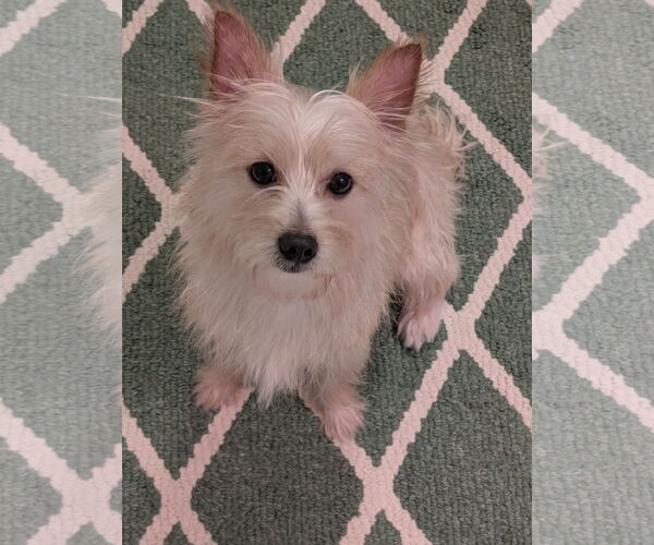 Medium Photo #5 Mutt Puppy For Sale in Greensboro, NC, USA