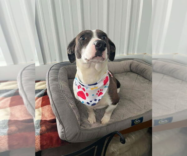 Medium Photo #4 Basset Hound-Unknown Mix Puppy For Sale in Osgood, IN, USA