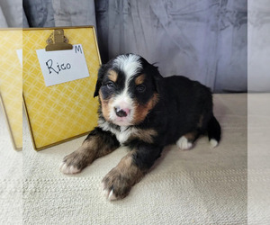 Bernese Mountain Dog-Cavalier King Charles Spaniel Mix Puppy for sale in CUBA CITY, WI, USA