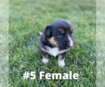Small Photo #3 Australian Cattle Dog-Sheprador Mix Puppy For Sale in LIMON, CO, USA
