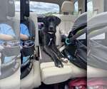 Small #2 Labrador Retriever