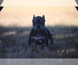 American Bully Dog for Adoption in BAKERSFIELD, California USA