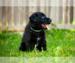 Puppy Ruger German Shepherd Dog