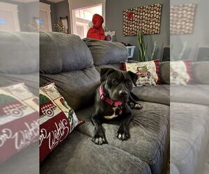 Staffordshire Bull Terrier-Unknown Mix Dogs for adoption in Louisville, KY, USA