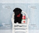 Small #1 Poodle (Toy)