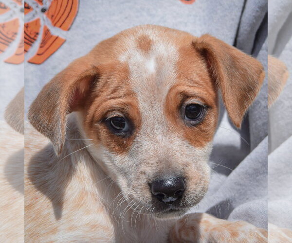 Medium Photo #6 Pug-Unknown Mix Puppy For Sale in Huntley, IL, USA