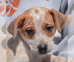 Small #5 Pug Mix