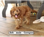 Small #3 Cavapoo
