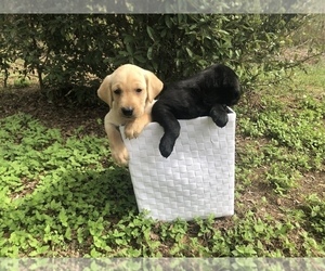 Labrador Retriever Puppy for sale in ELGIN, TX, USA