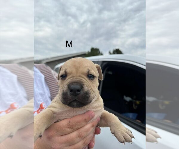Medium Photo #2 Mutt Puppy For Sale in San Angelo, TX, USA