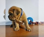 Small Photo #1 Dogue de Bordeaux Puppy For Sale in ROYAL PALM BEACH, FL, USA