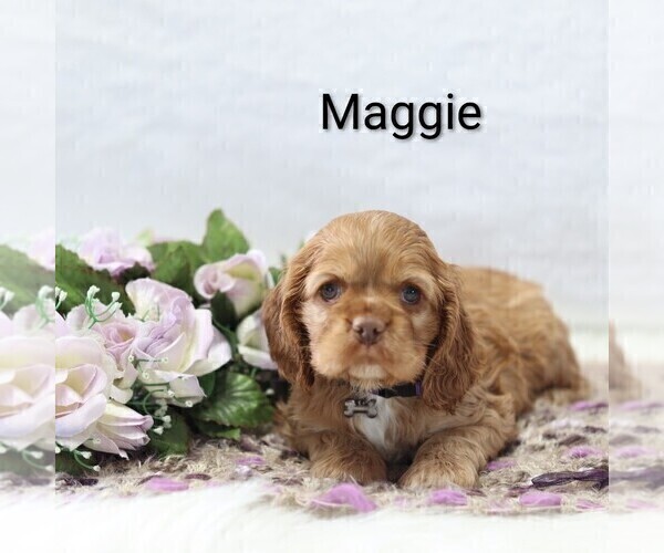 Medium Photo #28 Cocker Spaniel Puppy For Sale in LOYAL, WI, USA