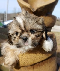 Shih Tzu Puppy for sale in CHILLICOTHE, OH, USA