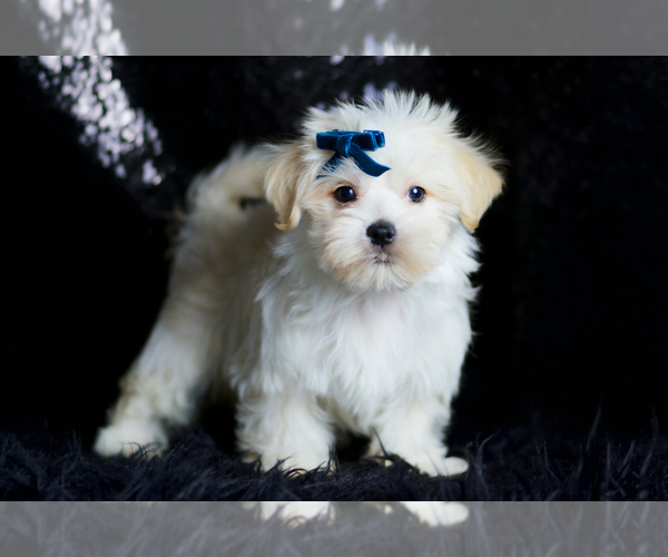 Medium Photo #84 Morkie Puppy For Sale in WARSAW, IN, USA