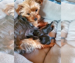 Mother of the Yorkshire Terrier puppies born on 05/21/2021