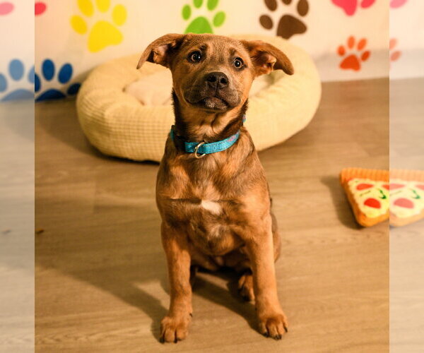 Medium Photo #3 Mutt Puppy For Sale in Brooklyn Center, MN, USA