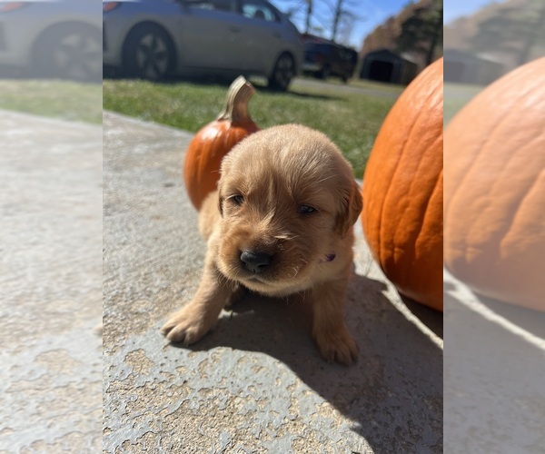Medium Photo #4 Golden Retriever Puppy For Sale in NEOLA, WV, USA