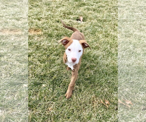 Medium Photo #4 Mutt Puppy For Sale in Plainfield, IL, USA