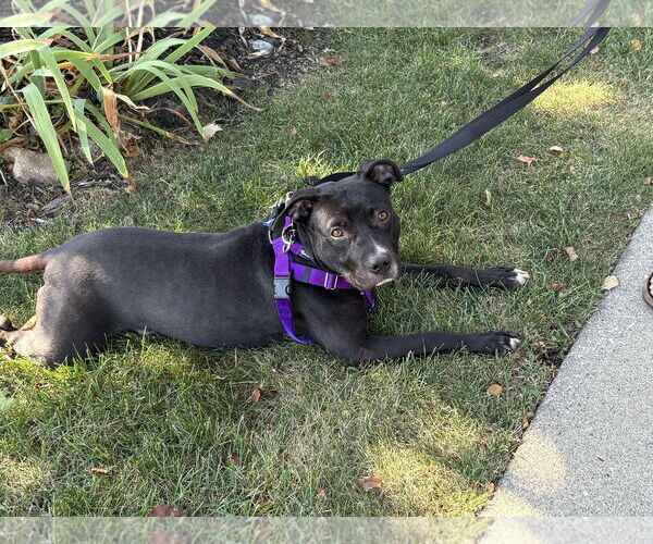 Medium Photo #9 American Pit Bull Terrier-Unknown Mix Puppy For Sale in Crete, IL, USA