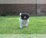 Small Photo #5 F2 Aussiedoodle Puppy For Sale in KINSTON, NC, USA