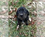 Small Photo #3 Basset Hound-Unknown Mix Puppy For Sale in Roaring River, NC, USA