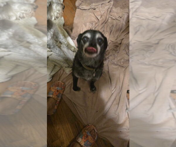 Medium Photo #4 Border Terrier-Pug Mix Puppy For Sale in Salt Lake City, UT, USA