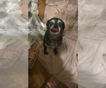 Small #3 Border Terrier-Pug Mix