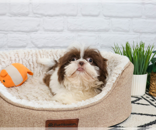 Medium Photo #4 Shih Tzu Puppy For Sale in SYRACUSE, IN, USA