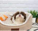 Small Photo #4 Shih Tzu Puppy For Sale in SYRACUSE, IN, USA