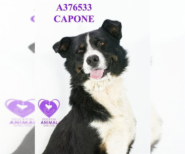 Medium Photo #2 Mutt Puppy For Sale in Stockton, CA, USA