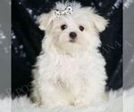 Puppy Dior AKC Maltese