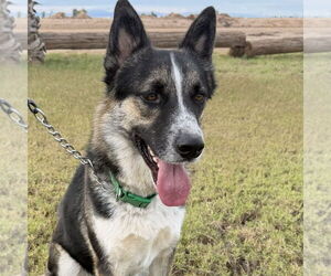 Mutt Dogs for adoption in Oceanside, CA, USA