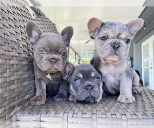 French Bulldog Puppy for sale in HOMESTEAD, FL, USA