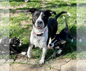 Mutt Dogs for adoption in Claremore, OK, USA