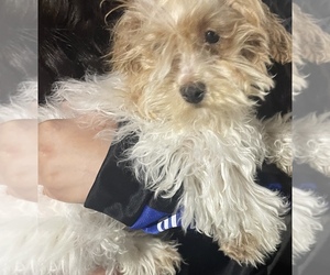 Maltipoo Puppy for sale in STOCKTON, CA, USA