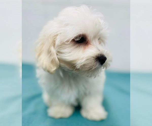 Medium Photo #3 Maltipoo (Miniature) Puppy For Sale in CINCINNATI, OH, USA