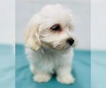 Small Photo #3 Maltipoo (Miniature) Puppy For Sale in CINCINNATI, OH, USA