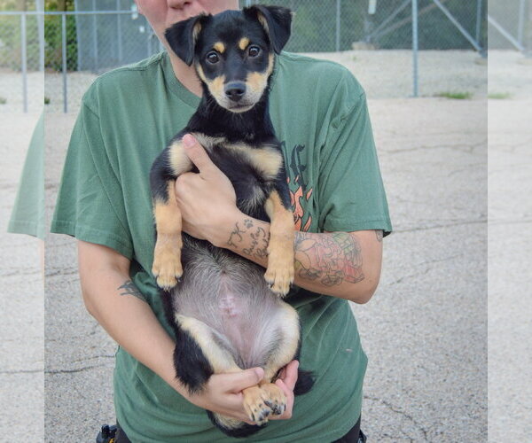Medium Photo #3 Doxie-Pin Puppy For Sale in Huntley, IL, USA