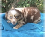 Small Photo #4 Australian Shepherd Puppy For Sale in SEYMOUR, MO, USA