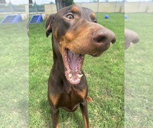 Cooper - Male Doberman Pinscher Dog for Adoption - Photo #9