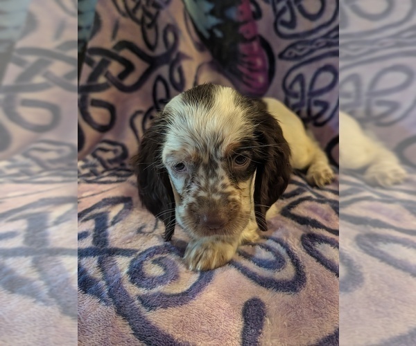 Medium Photo #1 English Springer Spaniel Puppy For Sale in BUFFALO, MO, USA