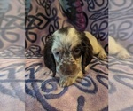Small English Springer Spaniel