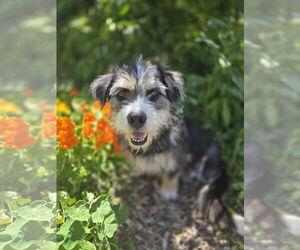 Mutt Dogs for adoption in Sandy, UT, USA