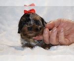 Small #9 ShihPoo