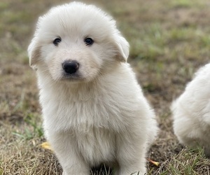Great Pyrenees Puppy for Sale in VERNONIA, Oregon USA