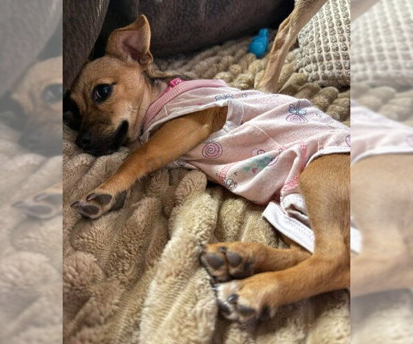 Medium Photo #4 Chiweenie Puppy For Sale in San Diego, CA, USA