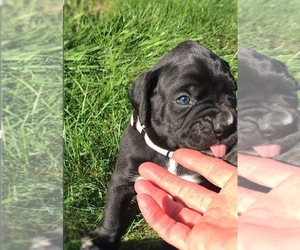 Boxer Puppy for Sale in APPLE CREEK, Ohio USA