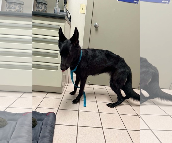 Medium Photo #3 German Shepherd Dog Puppy For Sale in Plantation, FL, USA